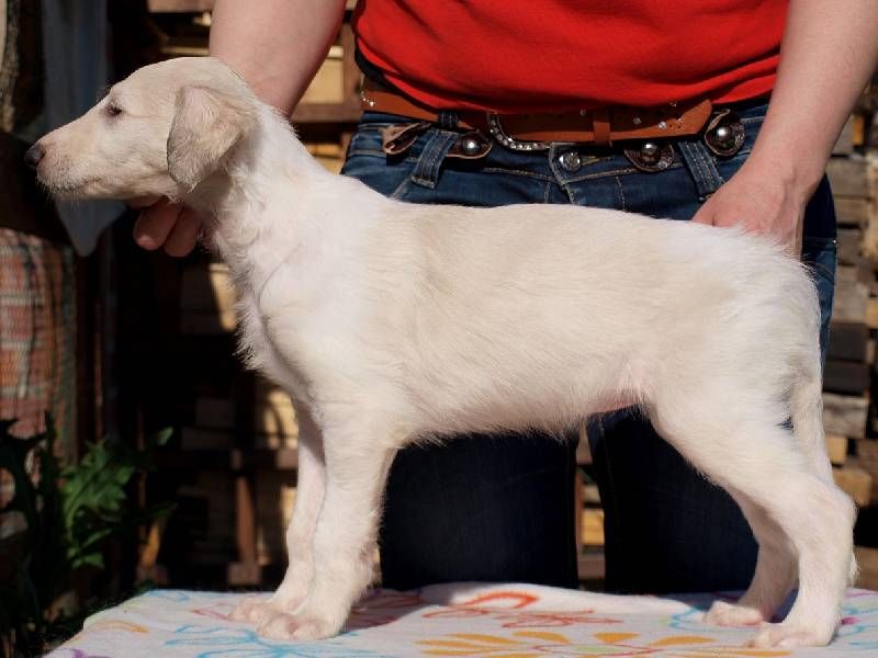 Borzoi purebred puppies FCI registrated