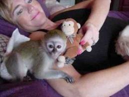 Cute female capuchin monkeys for adoption