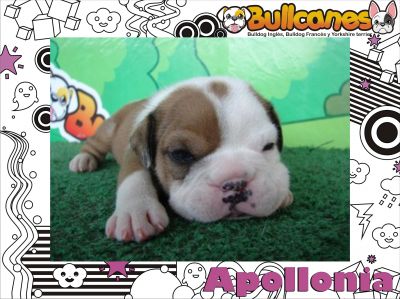 English Bulldog For Sale The best! – Bullcanes.net