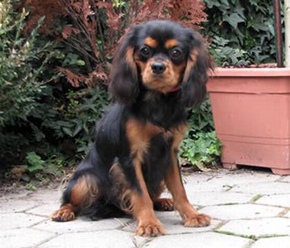 Cavalier King Charles Spaniel puppies with pedigree from SK kennel