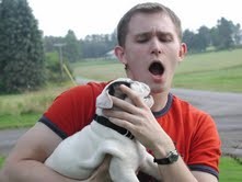 Blue EYES English Bulldog Puppies