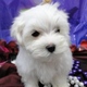 TINY TOY TEACUP MALTESE PUPPIES FOR FREE ADOPTION.