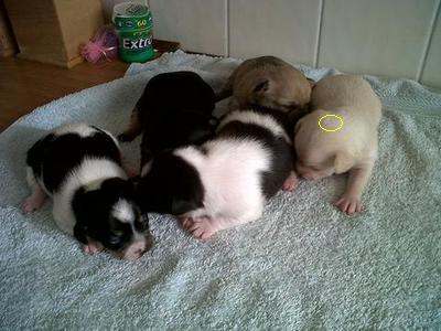 adorable chihuahua puppies for adoption