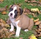 boxer puppies for sale 