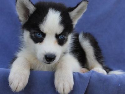 AKC Blue Eyes Siberian Husky Puppies