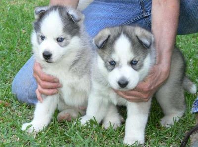 ..Gorgeous Siberian Husky Puppies Available Now..