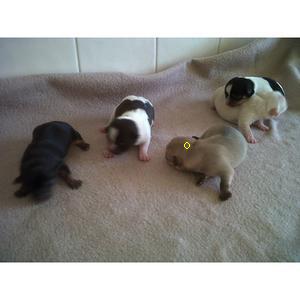 adorable chihuahua puppies for adoption