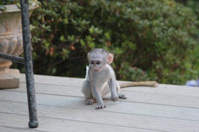 Outstanding Capuchin Monkeys For adoption