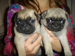 Beautiful babyface PUG  puppies for pet lovers-(435) 915-7863