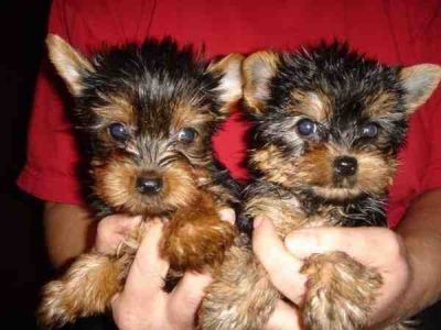 Cute And Adorable male And Female Teacup Yorkie Puppies
