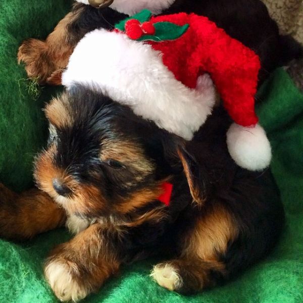 Gorgeous Teacup Yorkie puppies,
