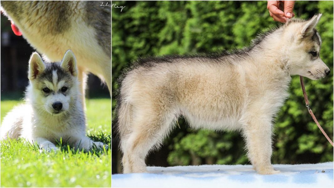 FCI registered Siberian husky puppies