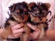 baby tea cup yorkie puppies for adoption  text 7819512892