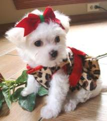 good looking Maltese puppies ready for new home