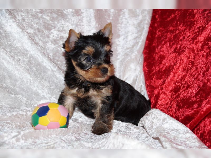 Male and female Yorkie puppies to loving and caring homes.