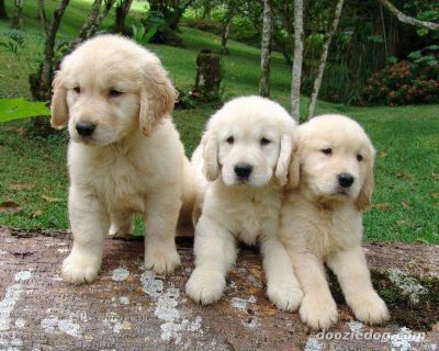 Golden Retriever Puppies for Sale