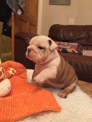 Marvelous English Bulldog Puppies