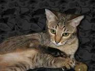 SAVANNAH F6 KITTENS FOR SALE