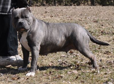 American Bully Pitbull Puppies