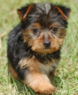 Two Cute and Adorable Yorkie puppies for adoption (mirakates@yahoo.com)