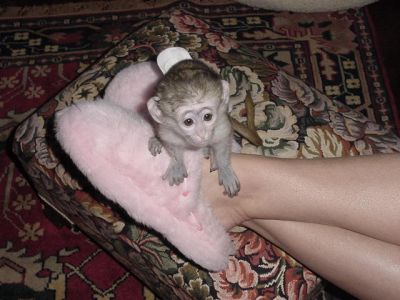 Cute and adorable capuchin baby monkeys for adoption