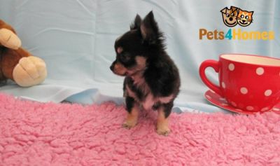 chihuahua puppy available for sale
