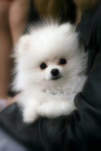 Pomeranian pupies for sale this xmas