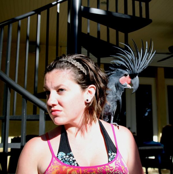  Super Tame Black Palm Cockatoo Parrots