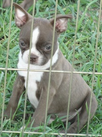 Our boston terrier puppies are for sale