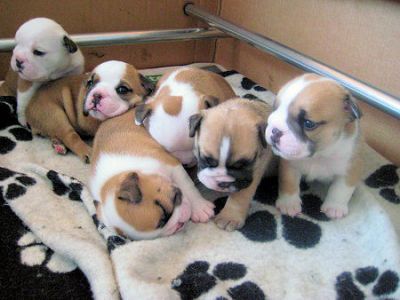 affectionate bull dog puppies ready for adoption