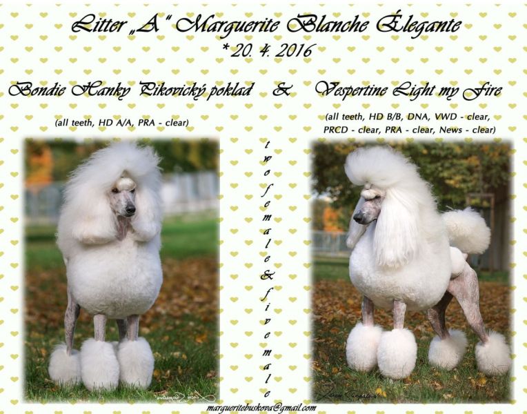 Royal Standard Poodle white with pedigree