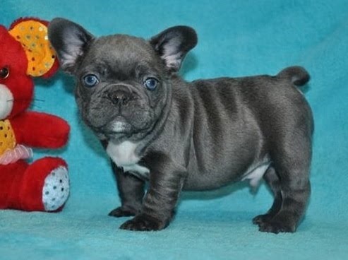AKC Pure Breed Blue French Bulldog puppies Text Us At (217) 471-7677 