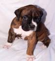 boxer puppies for sale 