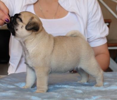Beautiful Male and Female Pug puppies!!!