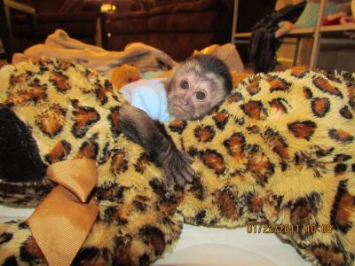  Two baby capuchin Monkeys available!
