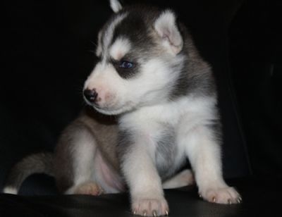 ADORABLE  HUSKY FOR SALE