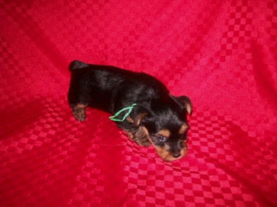♥Adorable YORKIE Baby Boy♥