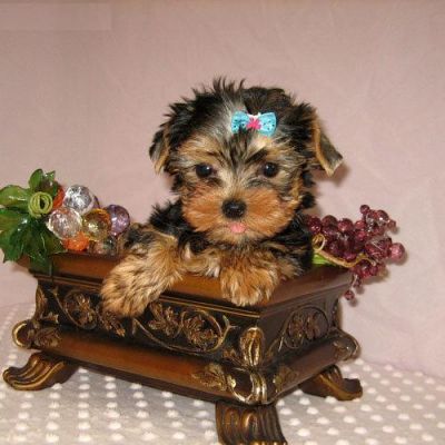 Cute Little Yorkshire Terrier puppies
