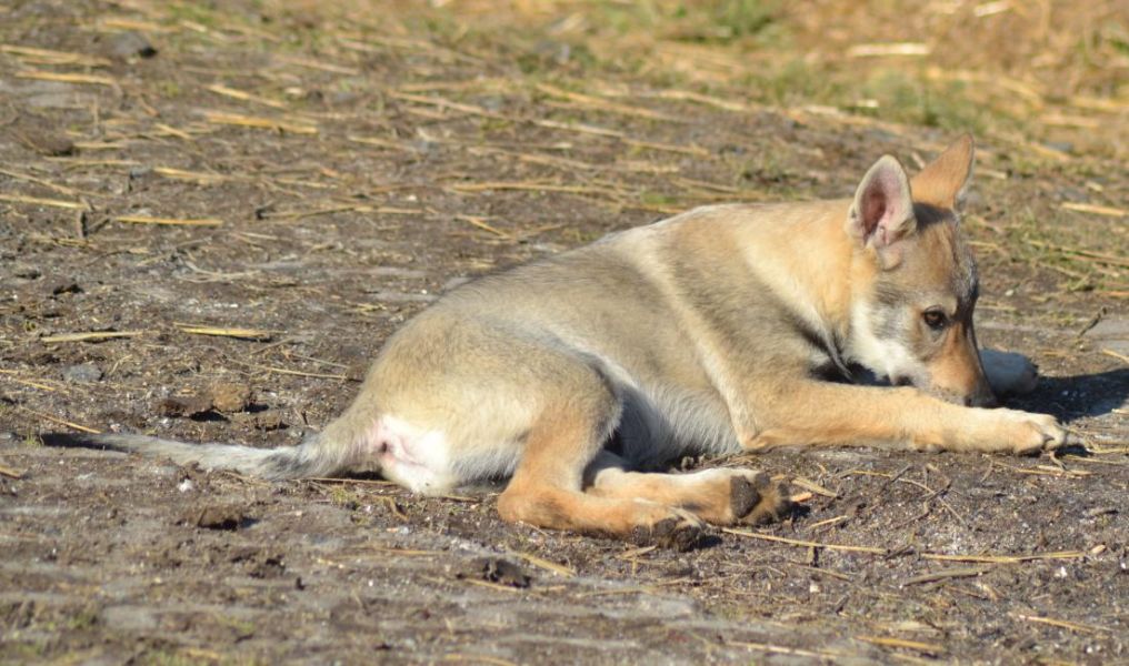 Czechoslovakian Wolfdog puppies reg. FCI 