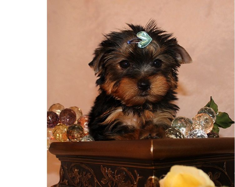 Excellent Tea-Cup Size Yorkie Puppies