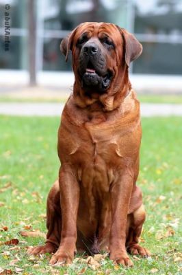 TOSA INU kennel BIRENGO accepts records for puppies