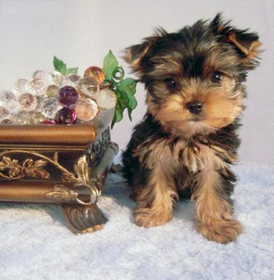 Clean male and female Yorkshire terrier puppies pending a home.