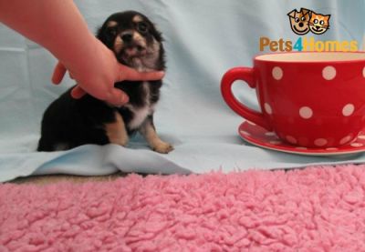 chihuahua puppy available for sale