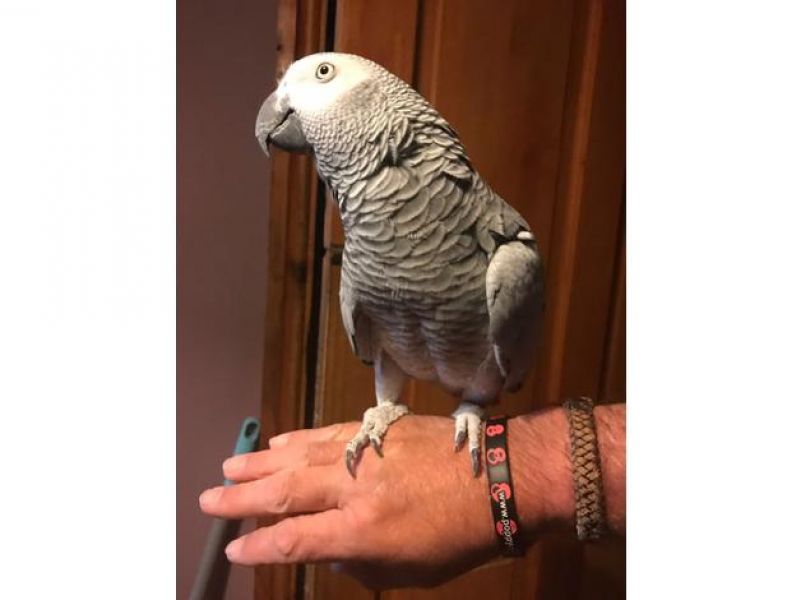  LOVELY AFRICAN GREY PARROT in Stourbridge