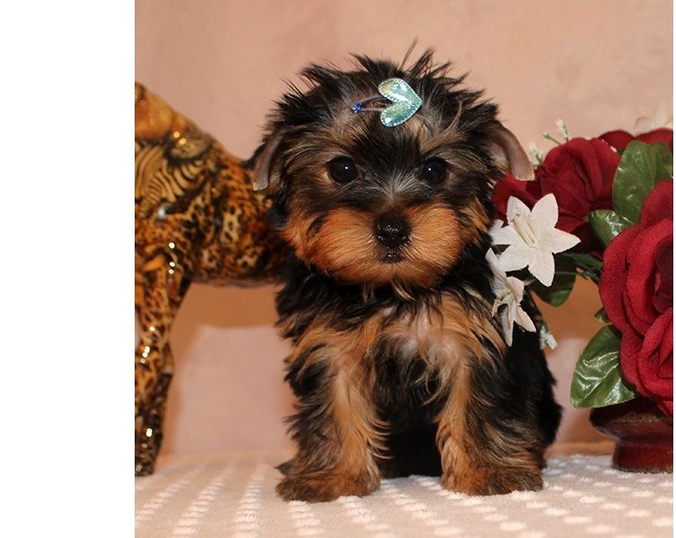 Excellent Tea-Cup Size Yorkie Puppies