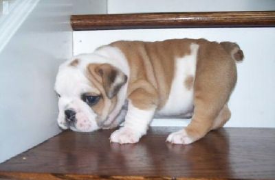 Lovely English Bulldog puppies ready to go to good homes