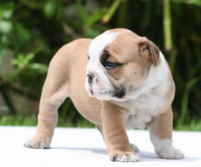 Adorable English Bulldog Puppies 