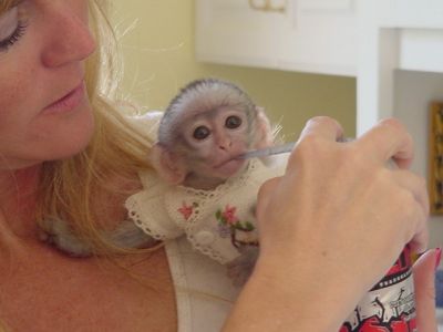 Charming  baby capuchin monkey for adoption(prettyagnes09@gmail.com)