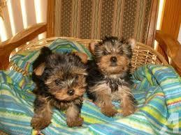 Male and Female Yorkie Puppies For Sale.