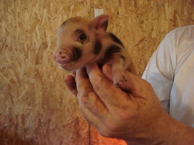 Micro Mini Pigs